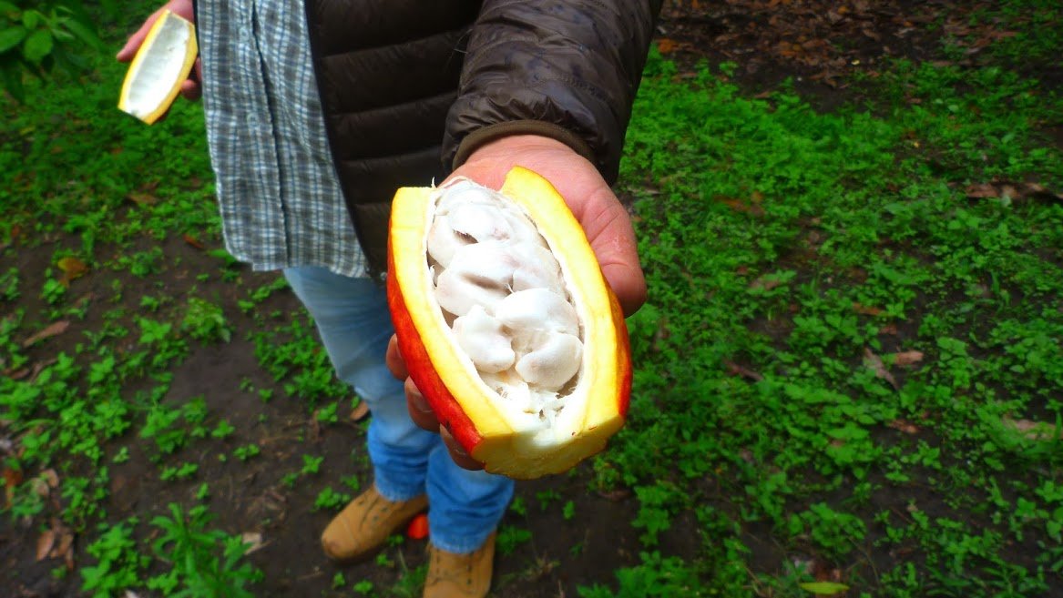 cocoa pod in sans agustin