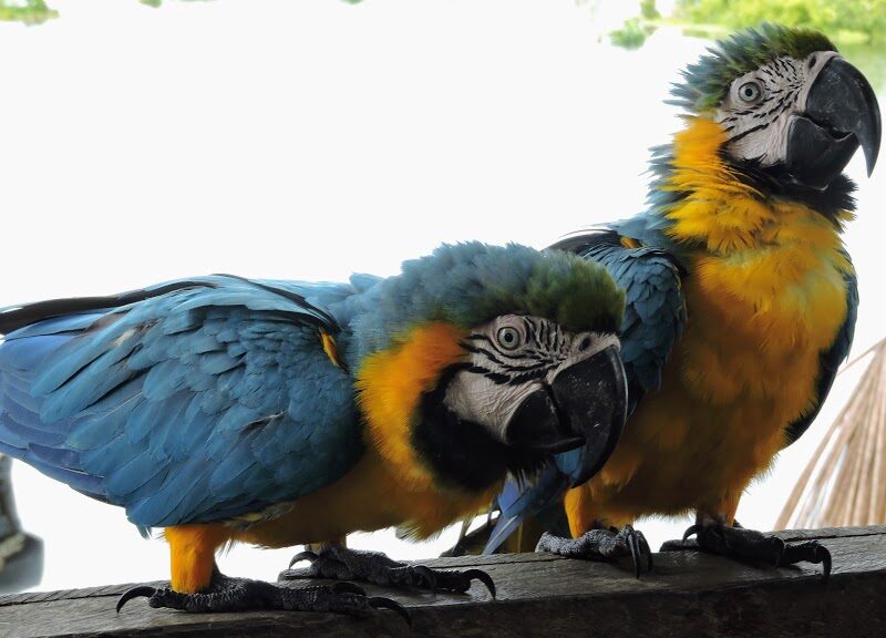 Perroquets Amazonie