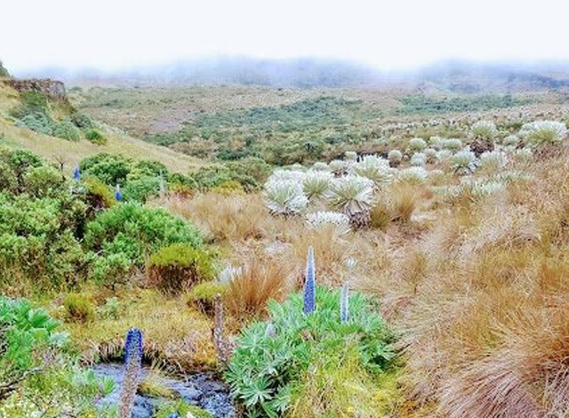 tour to the oceta paramo