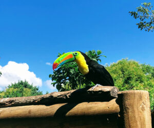 visit to the national aviary of colombia
